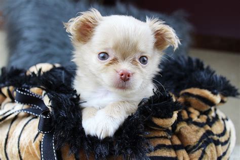 Has his shots and check up looking for his forever home. . Apple head chihuahua for sale